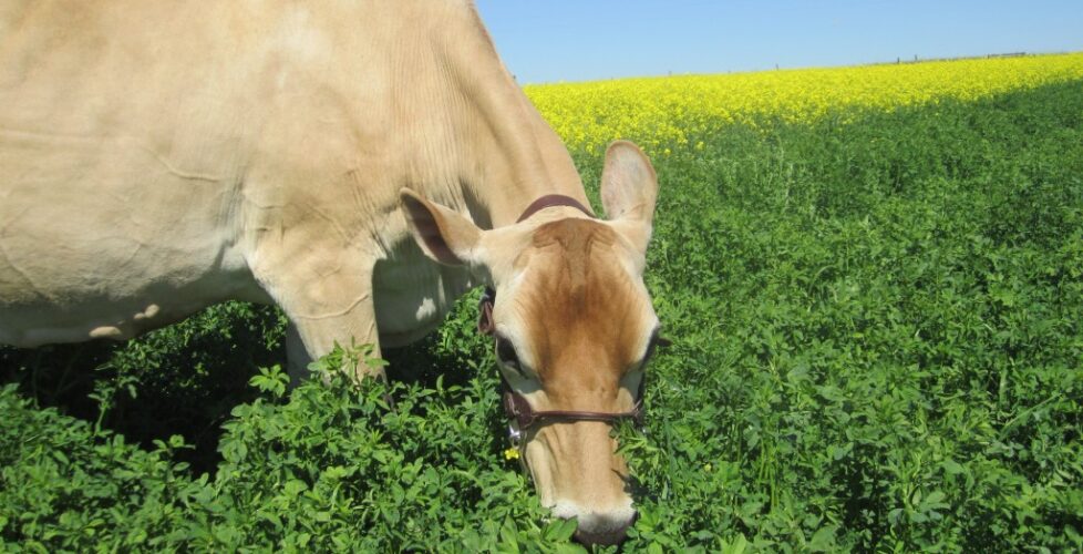 cows Donna in canola 011
