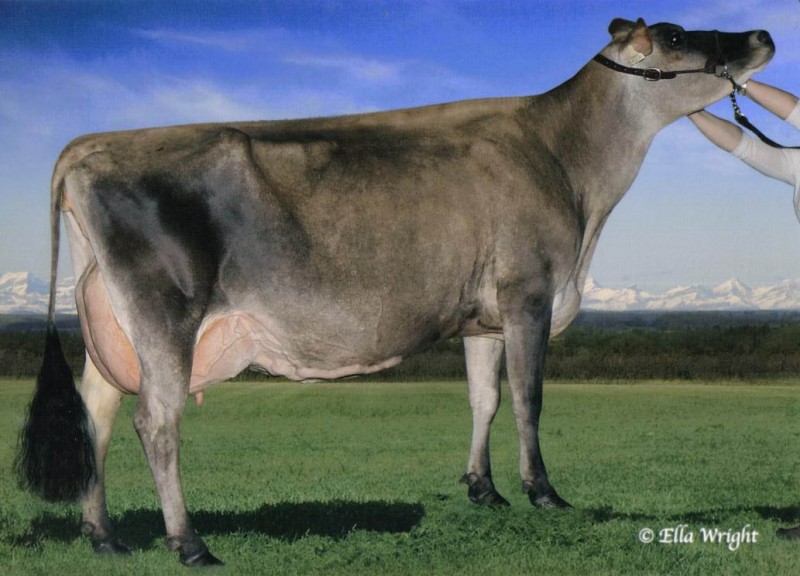 Lone Pine Sambo Luna
